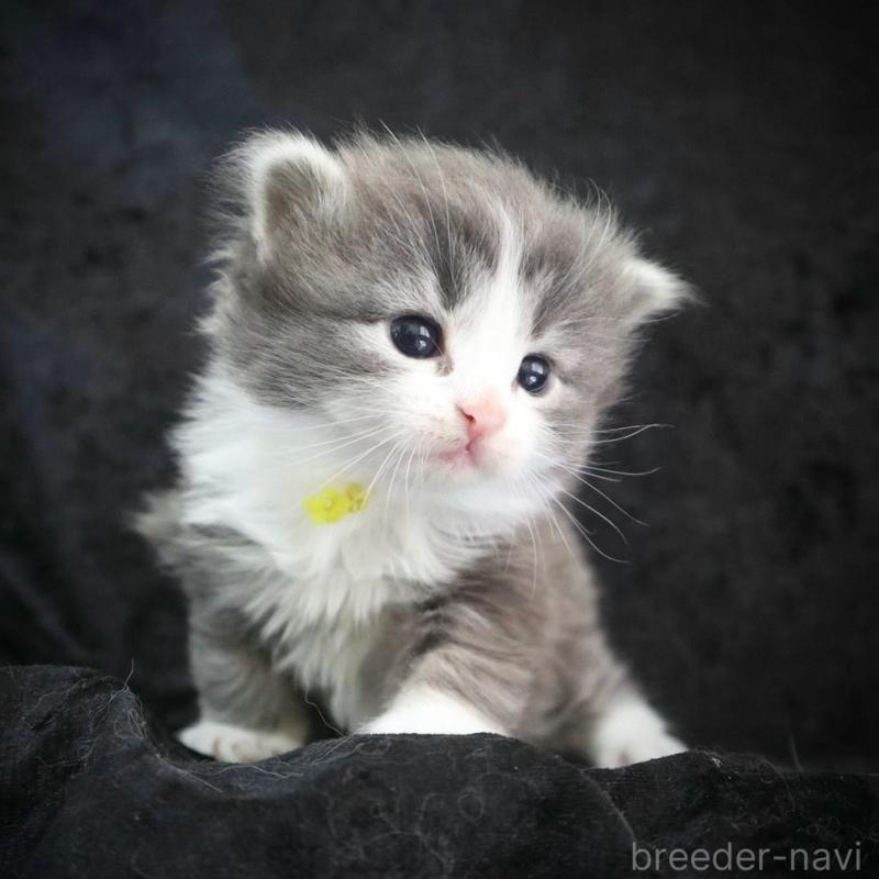 販売中の千葉県のノルウェージャンフォレストキャット-138146の2枚目