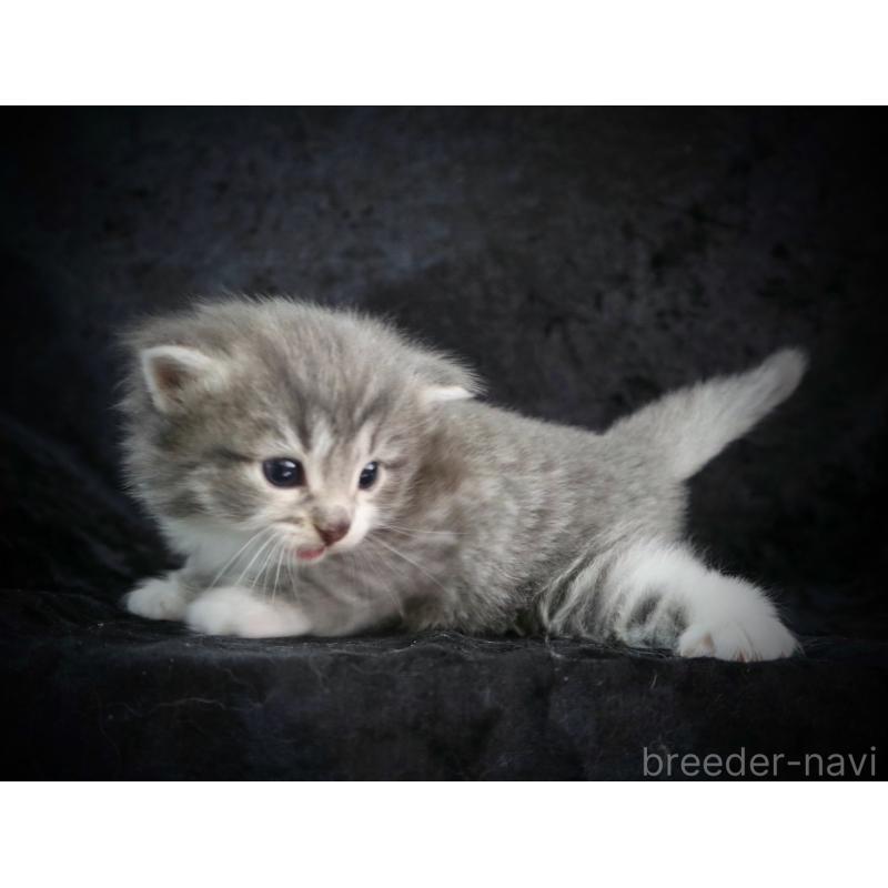 販売中の千葉県のノルウェージャンフォレストキャット-138147の5枚目