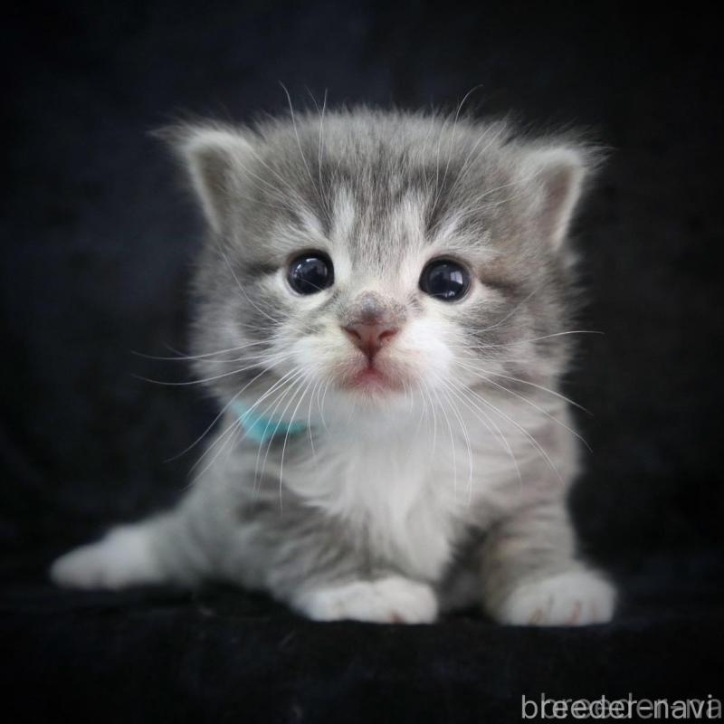 販売中の千葉県のノルウェージャンフォレストキャット-138147の1枚目