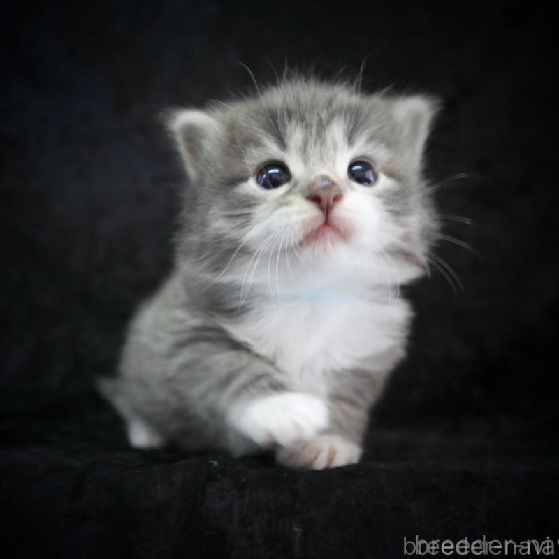 販売中の千葉県のノルウェージャンフォレストキャット-138147の4枚目