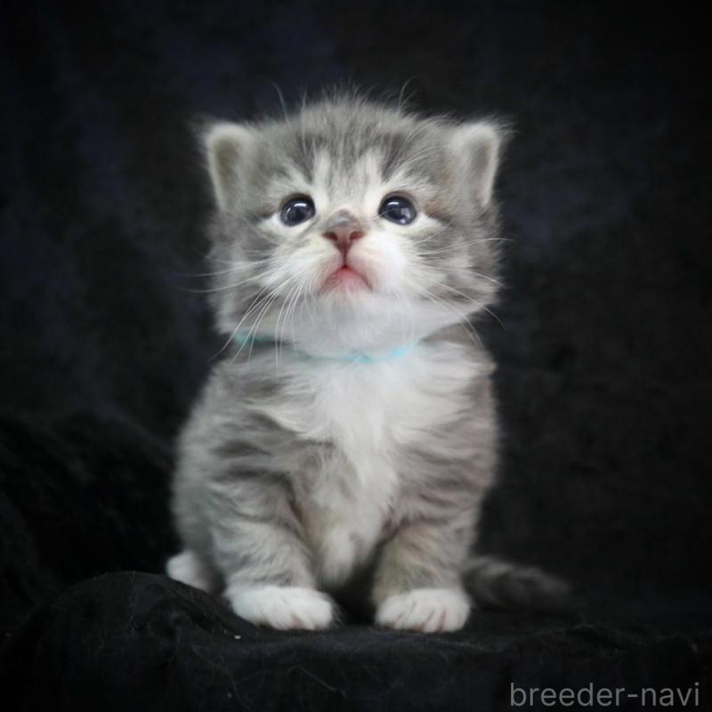 販売中の千葉県のノルウェージャンフォレストキャット-138147の3枚目