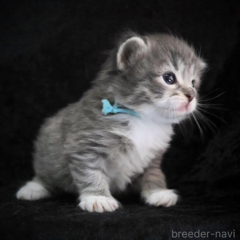 販売中の千葉県のノルウェージャンフォレストキャット-138147の2枚目