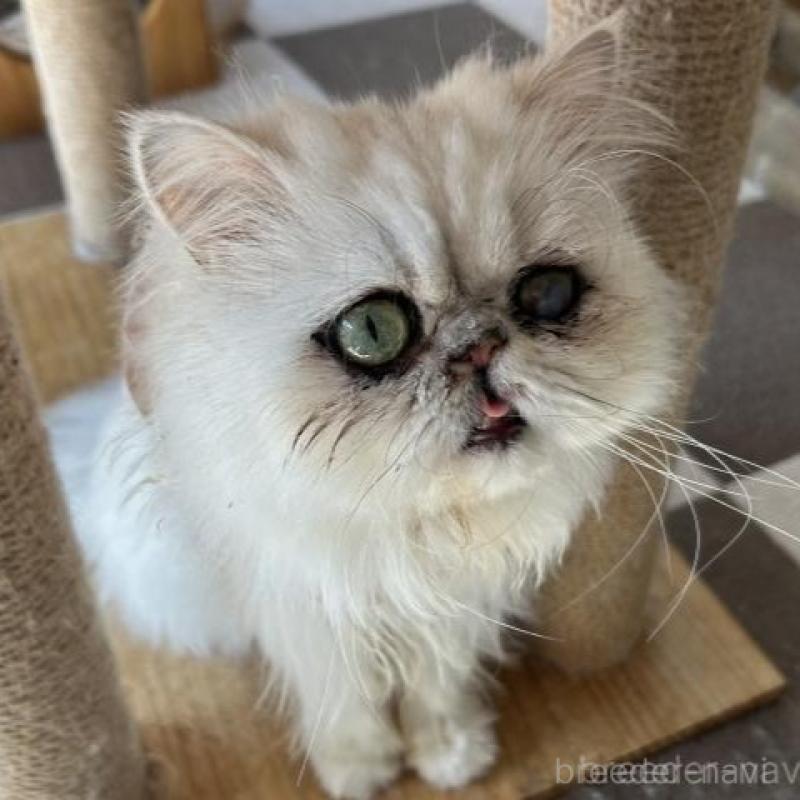 販売中の兵庫県のペルシャ(チンチラ)-138148の3枚目