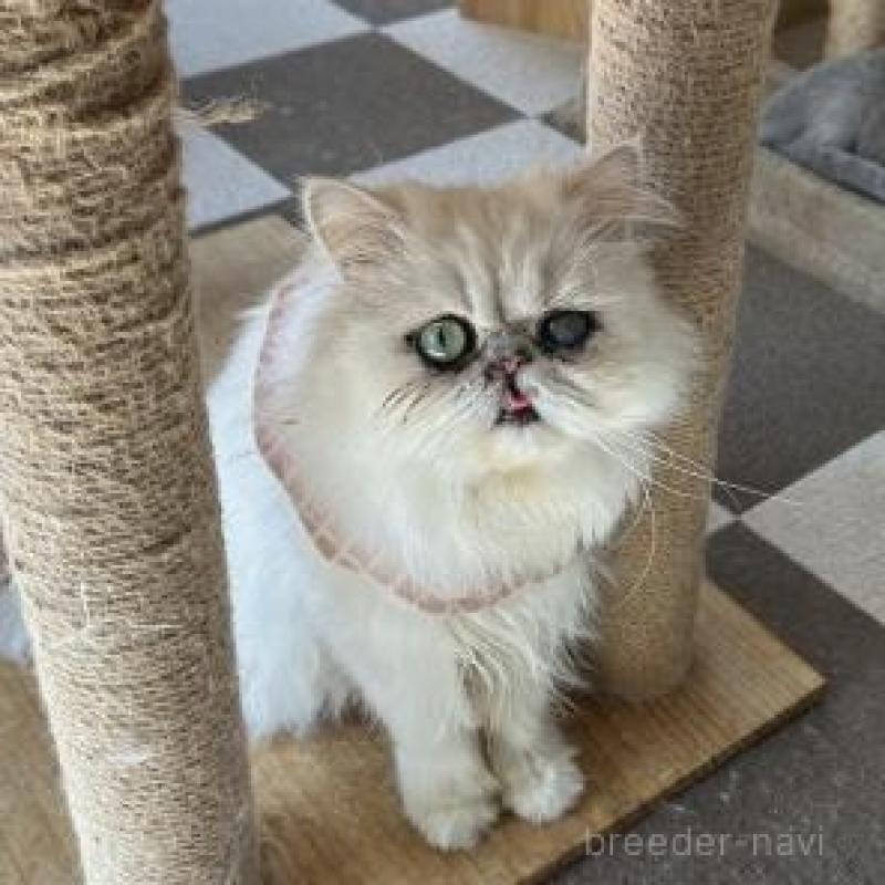 販売中の兵庫県のペルシャ(チンチラ)-138148