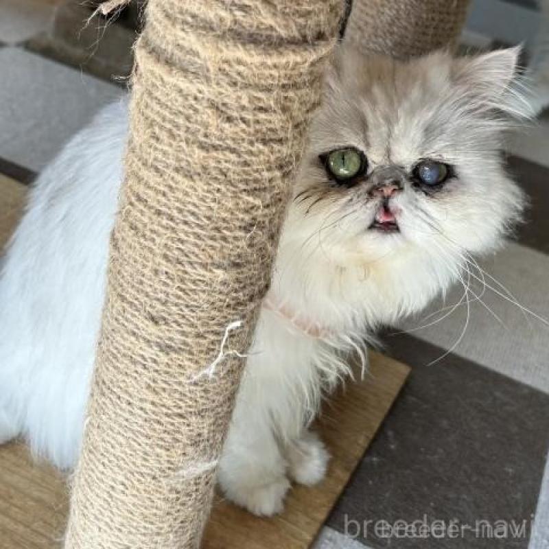 販売中の兵庫県のペルシャ(チンチラ)-138148の2枚目