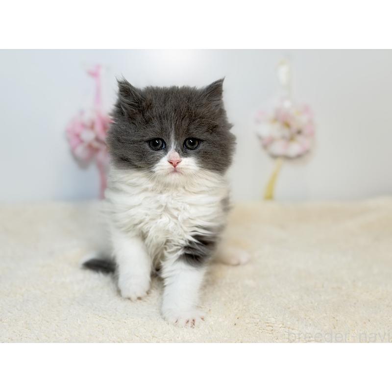 販売中の山口県のサイベリアン-138150の3枚目