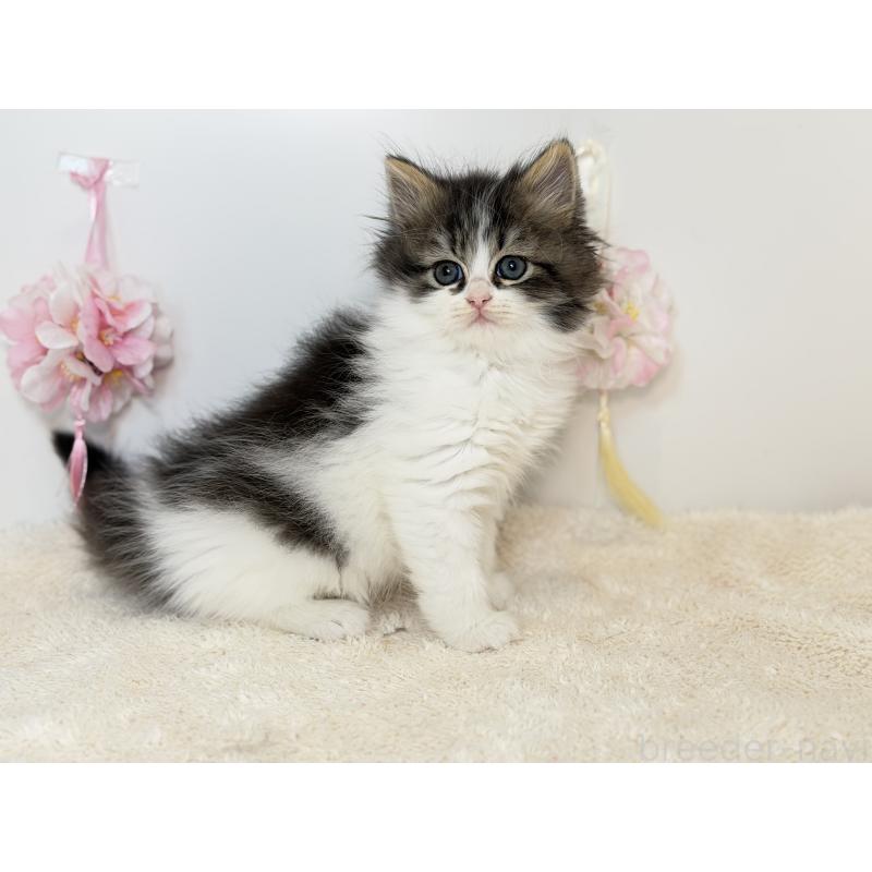 販売中の山口県のサイベリアン-138151の3枚目