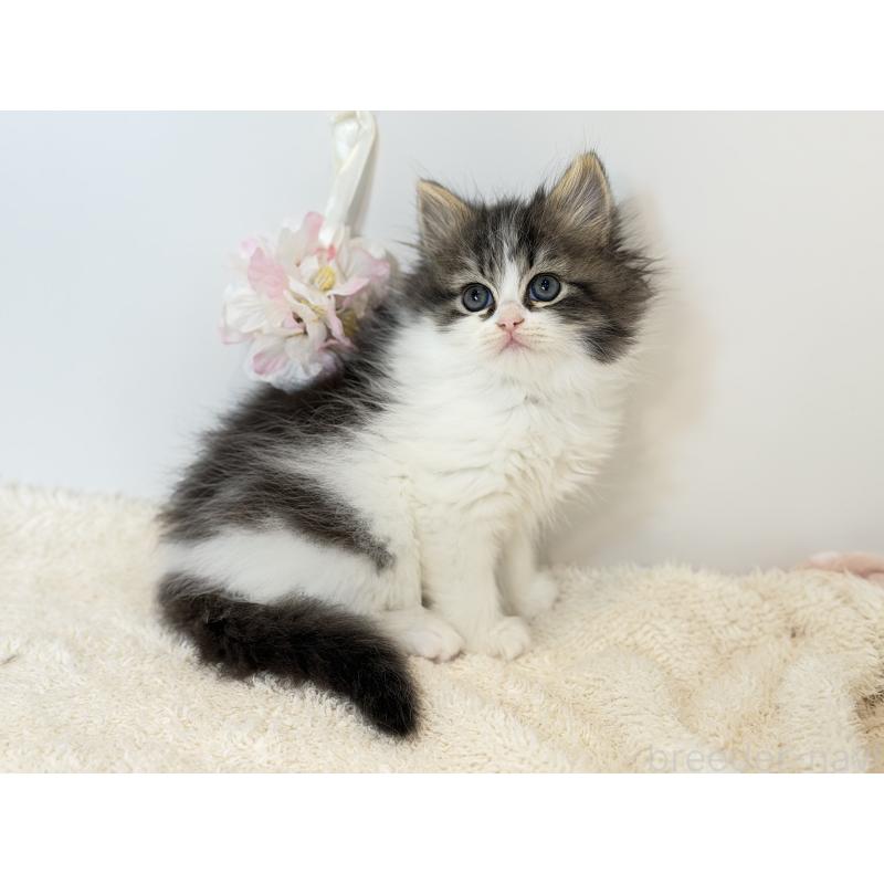 販売中の山口県のサイベリアン-138151の2枚目