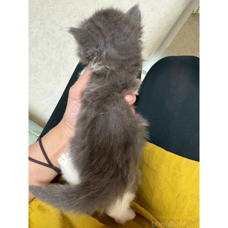 販売中の広島県のマンチカン-138157の11枚目