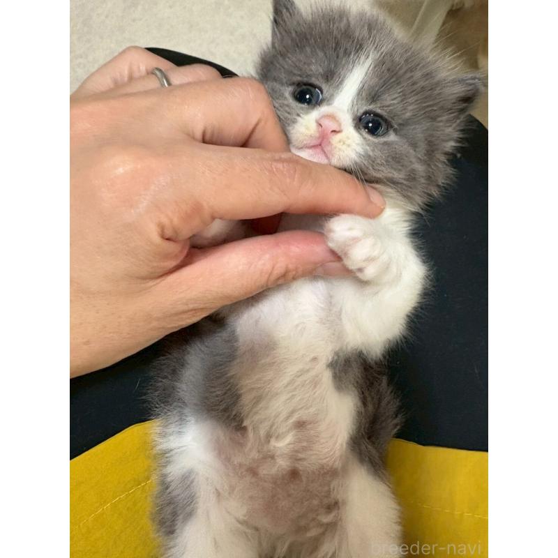 販売中の広島県のマンチカン-138157の10枚目