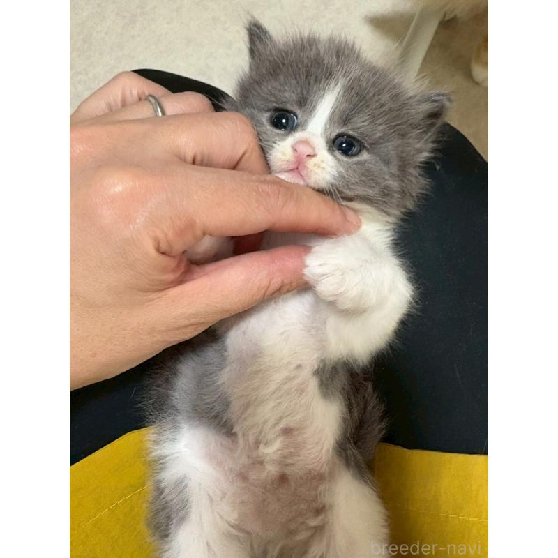 販売中の広島県のマンチカン-138157の9枚目