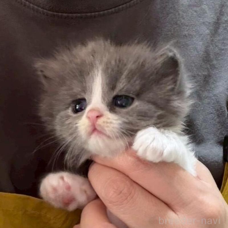 販売中の広島県のマンチカン-138157の8枚目