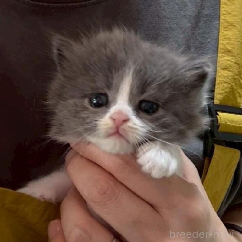 販売中の広島県のマンチカン-138157の7枚目