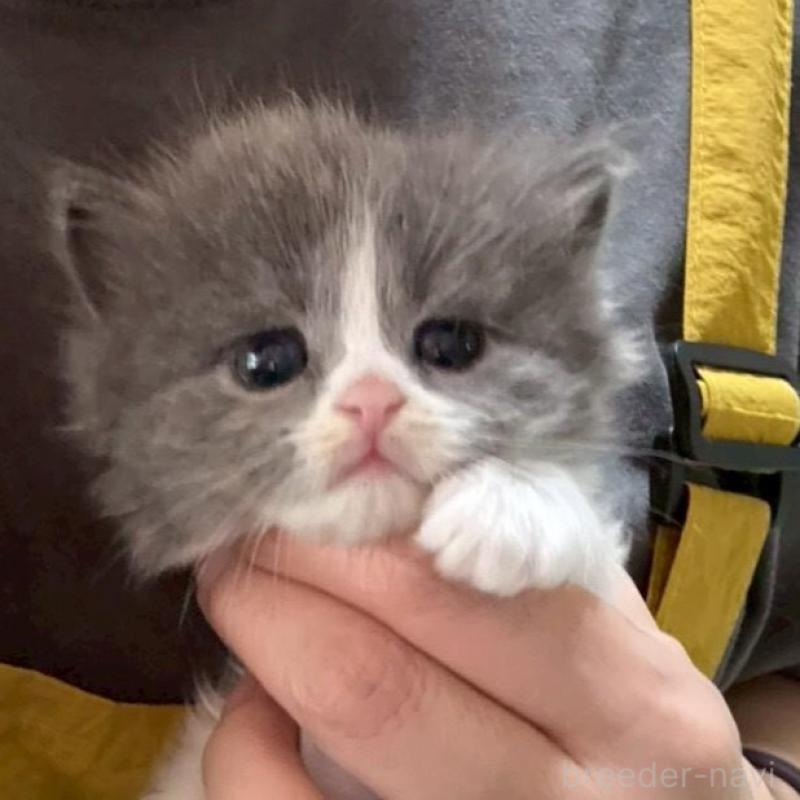 販売中の広島県のマンチカン-138157の6枚目