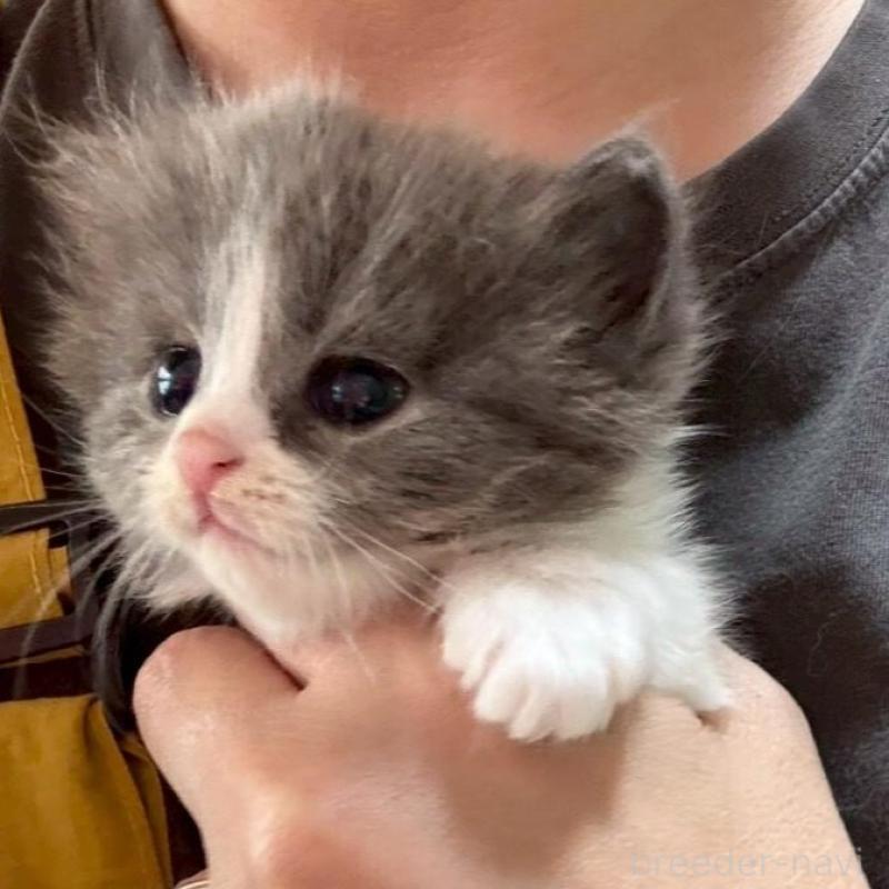 販売中の広島県のマンチカン-138157の5枚目