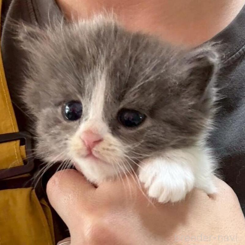 販売中の広島県のマンチカン-138157の4枚目