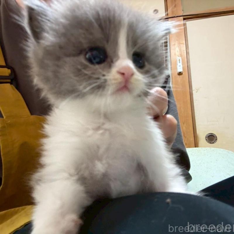 販売中の広島県のマンチカン-138157の3枚目