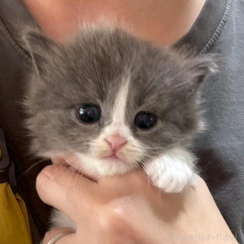 販売中の広島県のマンチカン-138157