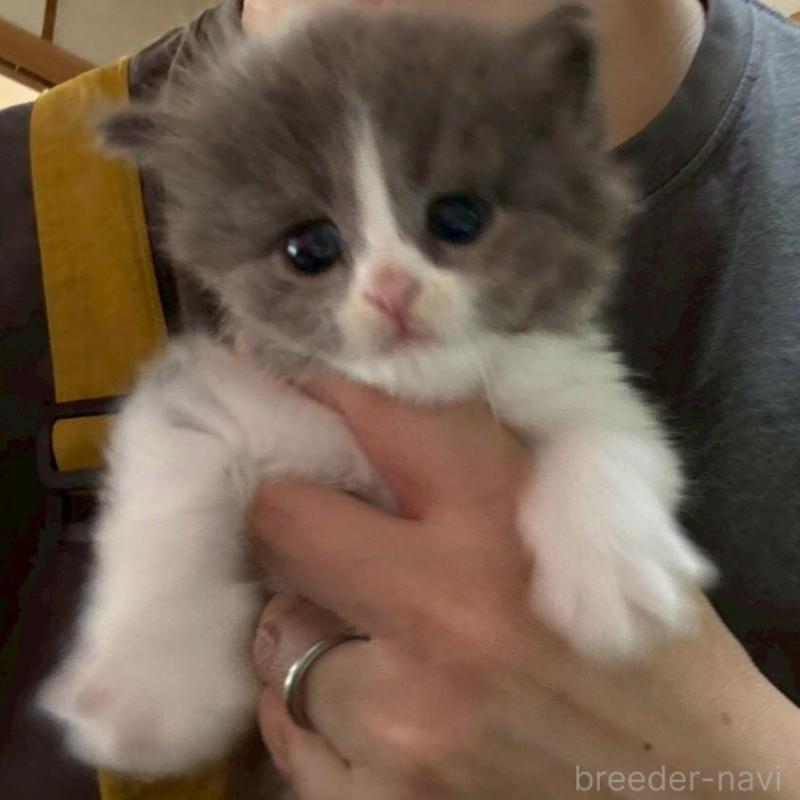 販売中の広島県のマンチカン-138157の2枚目