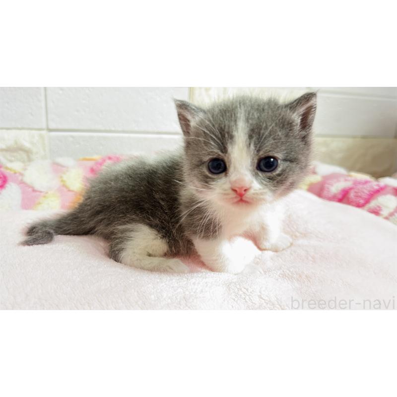 販売中の埼玉県のミヌエット-138154の1枚目