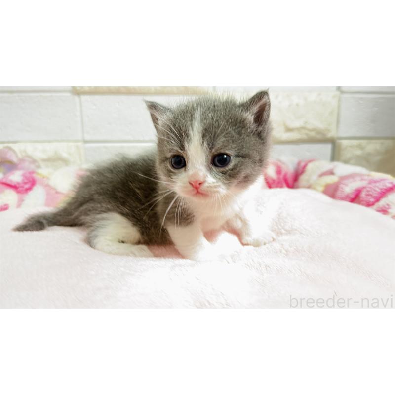 販売中の埼玉県のミヌエット-138154の11枚目