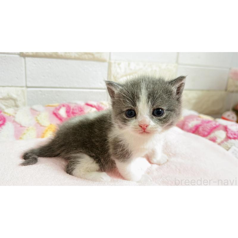 販売中の埼玉県のミヌエット-138154の7枚目