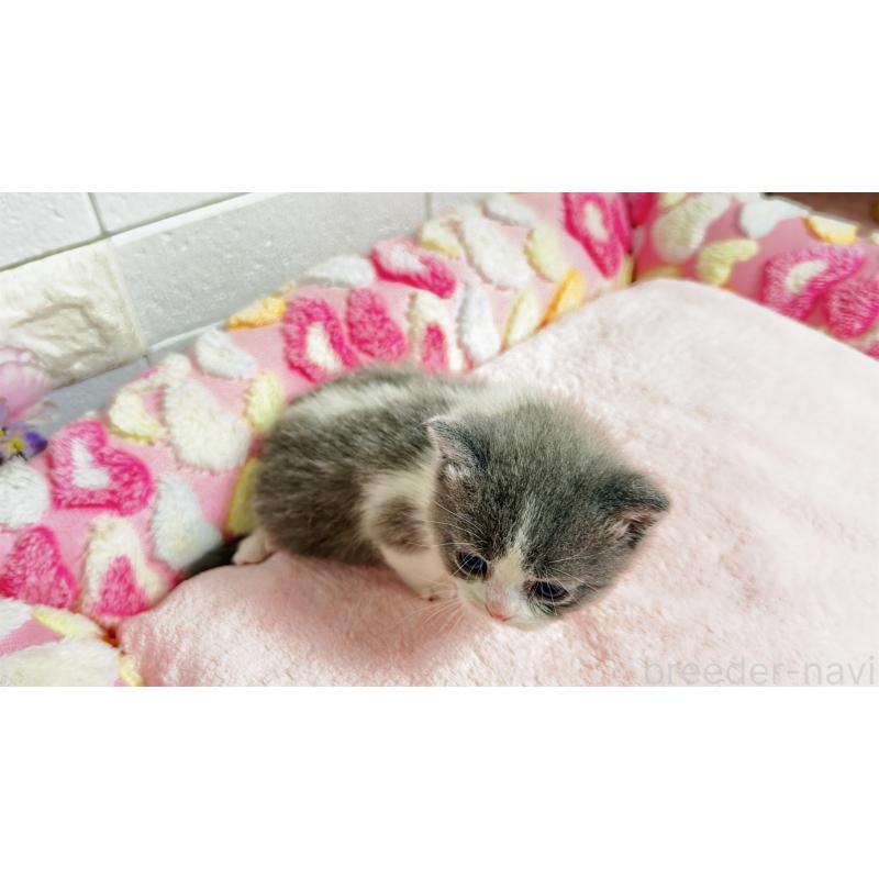 販売中の埼玉県のミヌエット-138154の6枚目