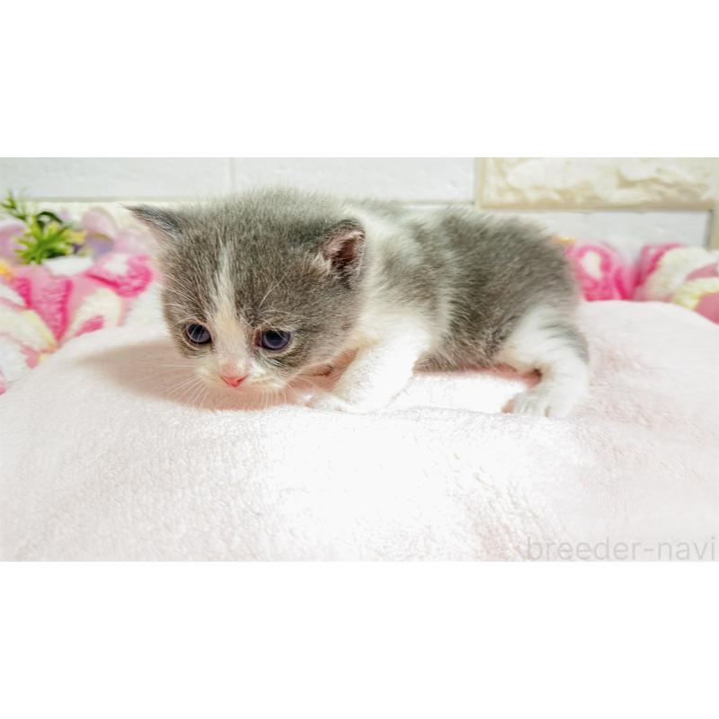 販売中の埼玉県のミヌエット-138154の4枚目