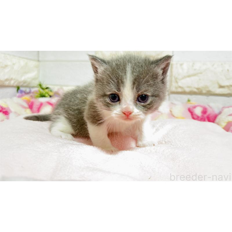 販売中の埼玉県のミヌエット-138154の2枚目