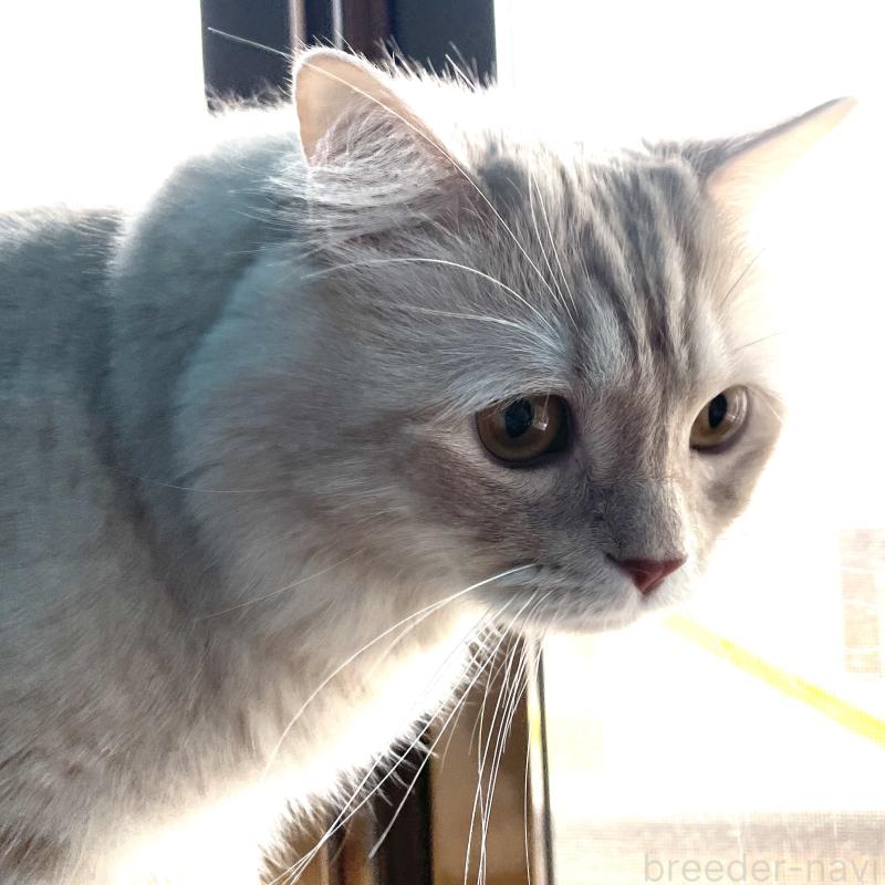 販売中の愛知県のマンチカン-135796の15枚目