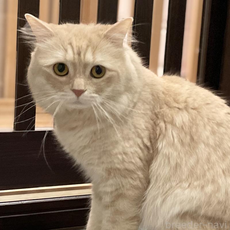 販売中の愛知県のマンチカン-135796の14枚目