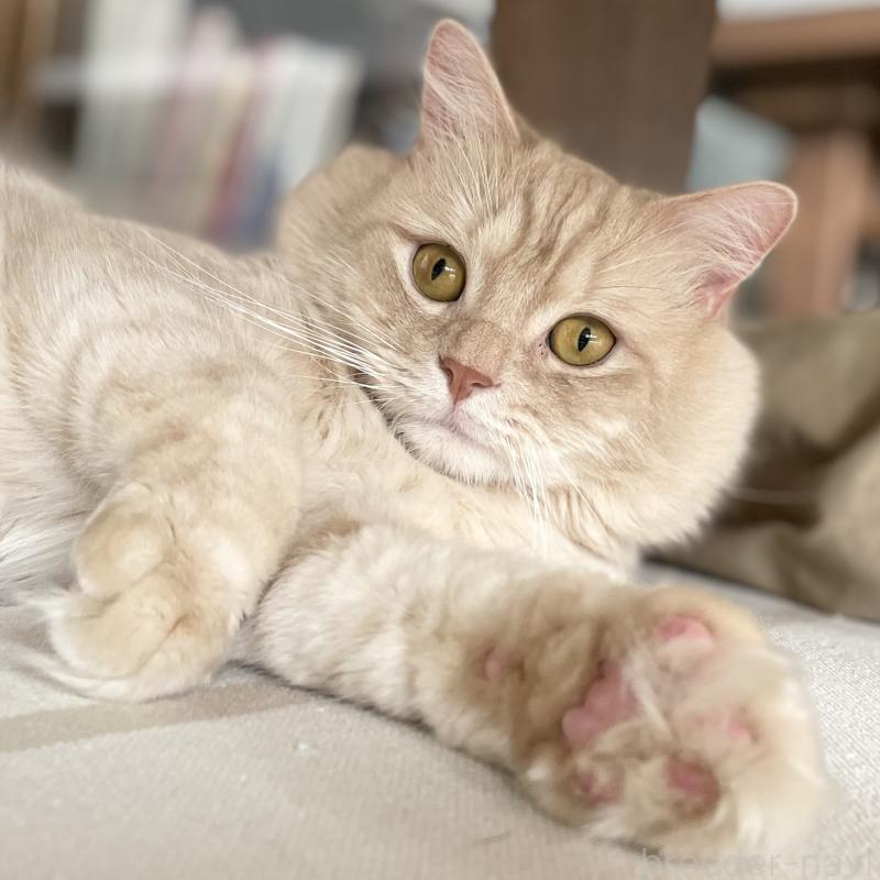 販売中の愛知県のマンチカン-135796の13枚目