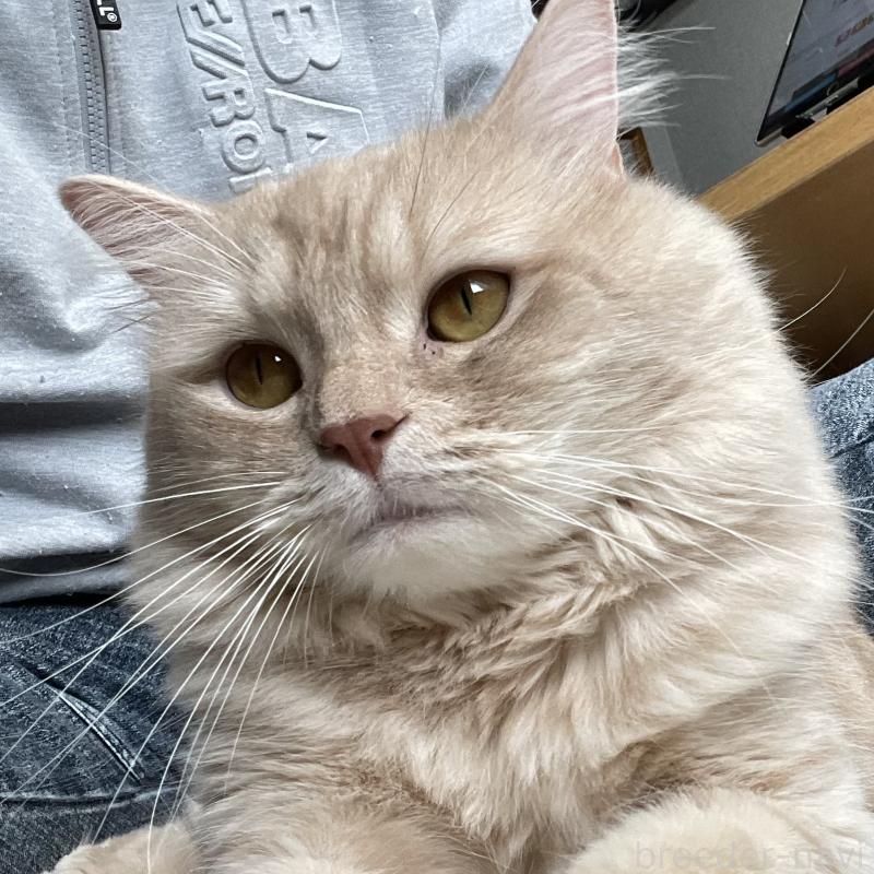 販売中の愛知県のマンチカン-135796の12枚目