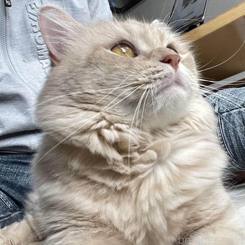 販売中の愛知県のマンチカン-135796の11枚目