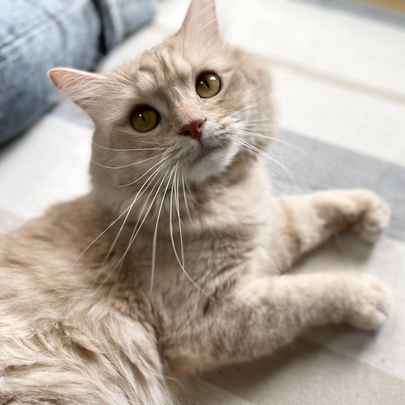 販売中の愛知県のマンチカン-135796の10枚目