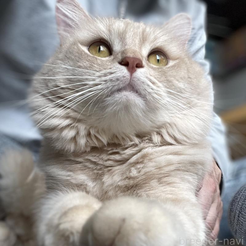 販売中の愛知県のマンチカン-135796の9枚目