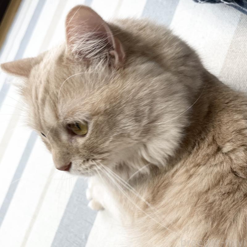 販売中の愛知県のマンチカン-135796の8枚目