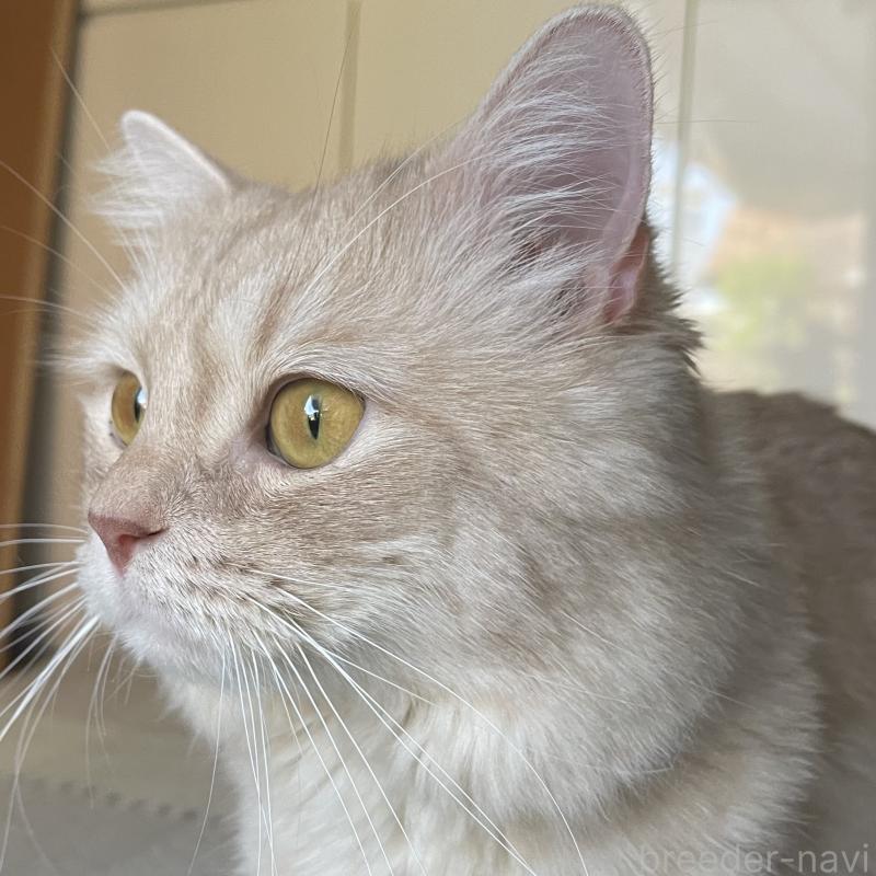 販売中の愛知県のマンチカン-135796の6枚目