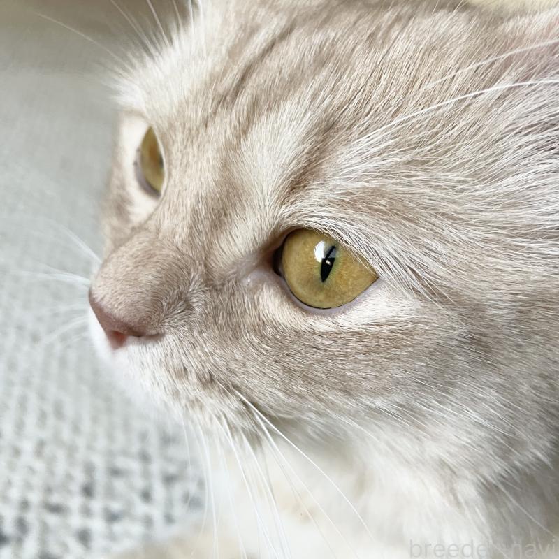 販売中の愛知県のマンチカン-135796の5枚目