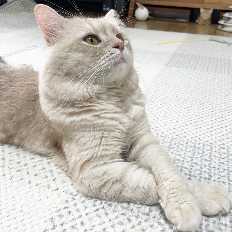 販売中の愛知県のマンチカン-135796の4枚目