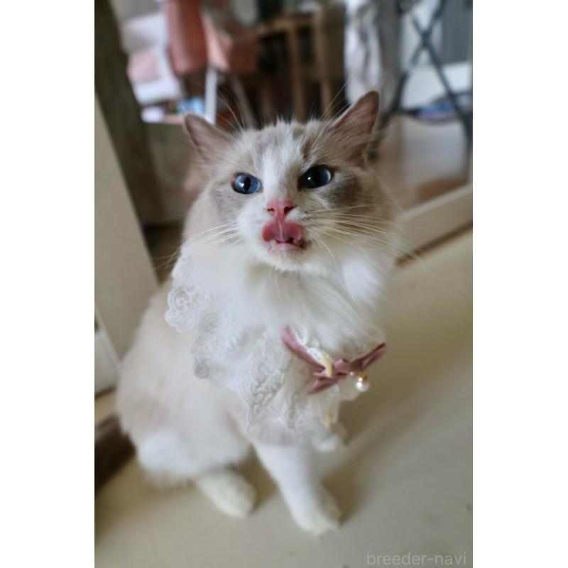 販売中の大阪府のラグドール-138155の9枚目