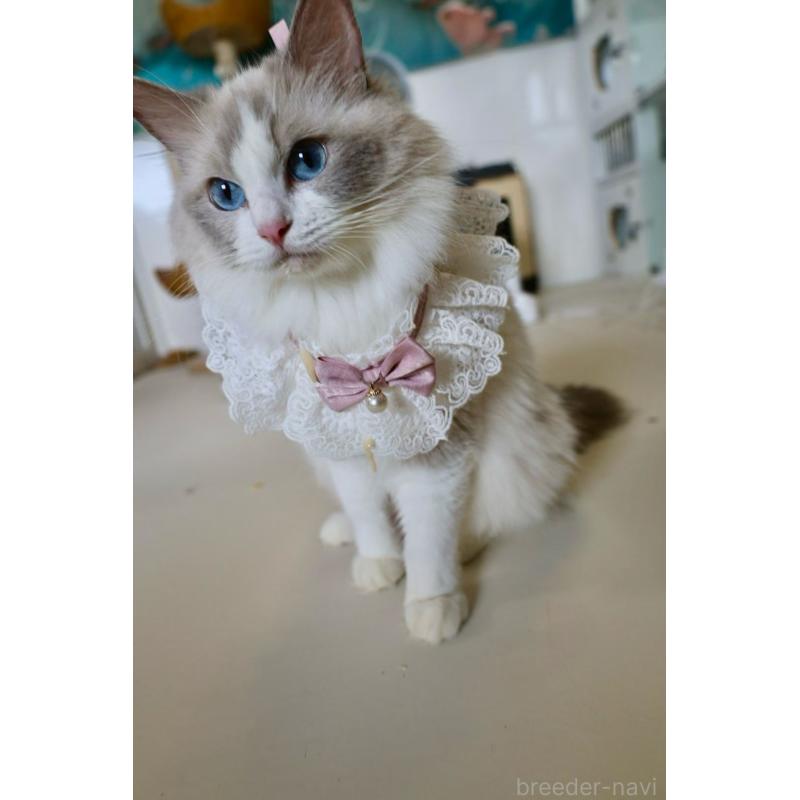 販売中の大阪府のラグドール-138155の8枚目