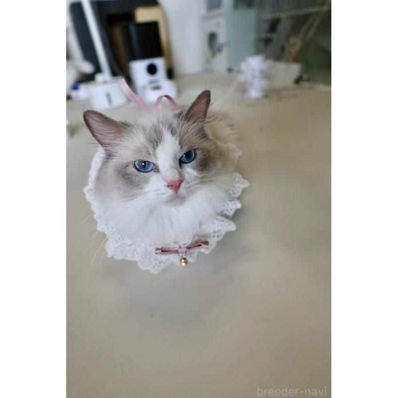 販売中の大阪府のラグドール-138155の7枚目