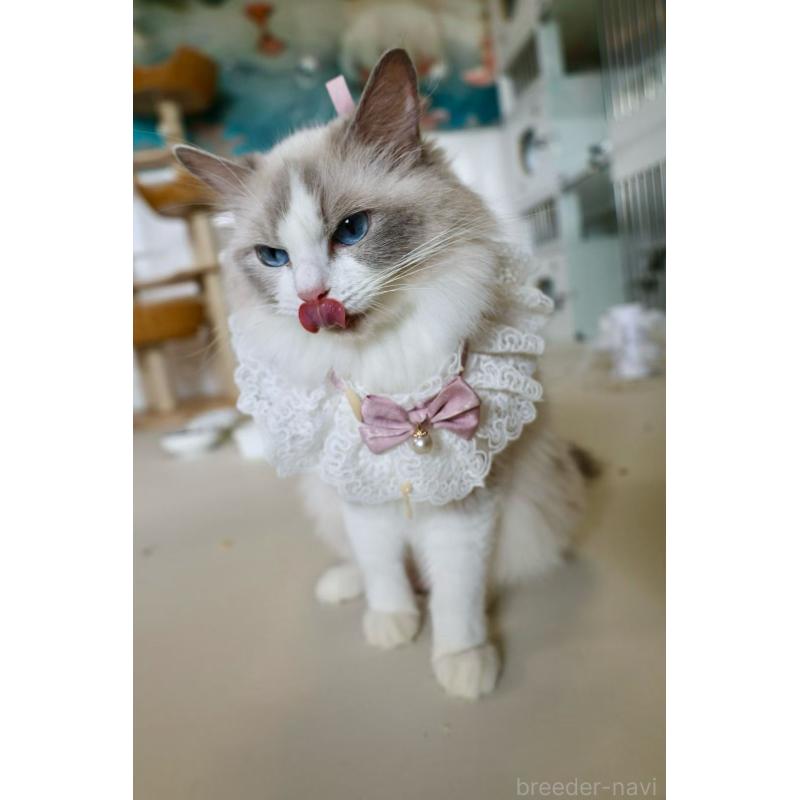 販売中の大阪府のラグドール-138155の6枚目