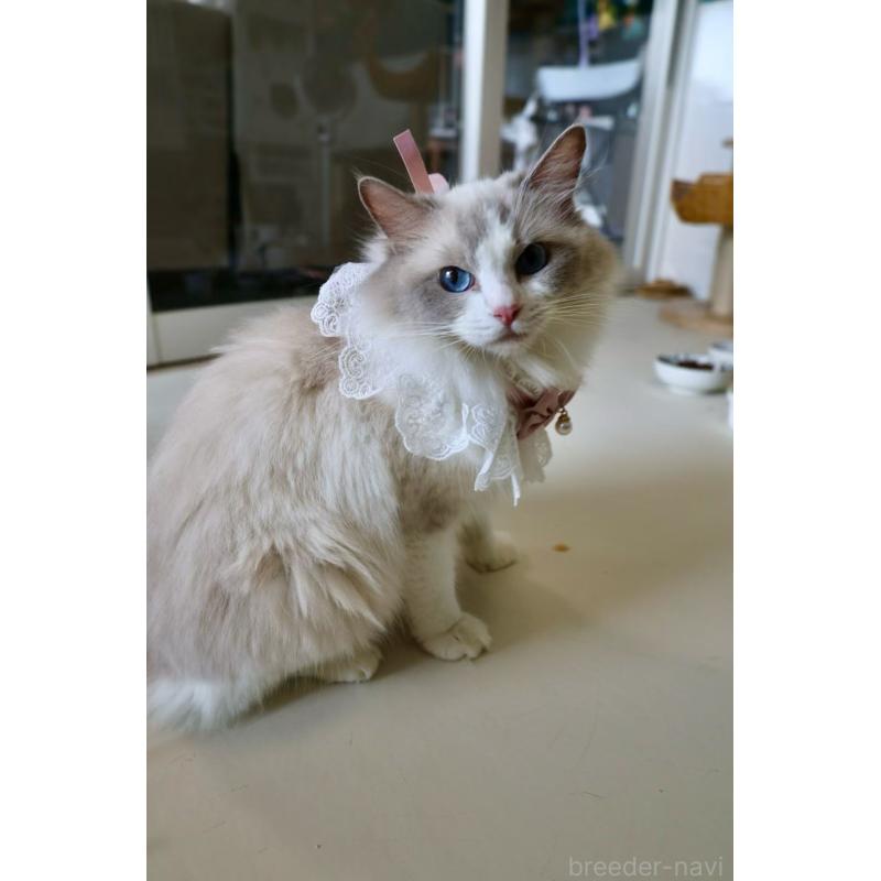 販売中の大阪府のラグドール-138155の5枚目