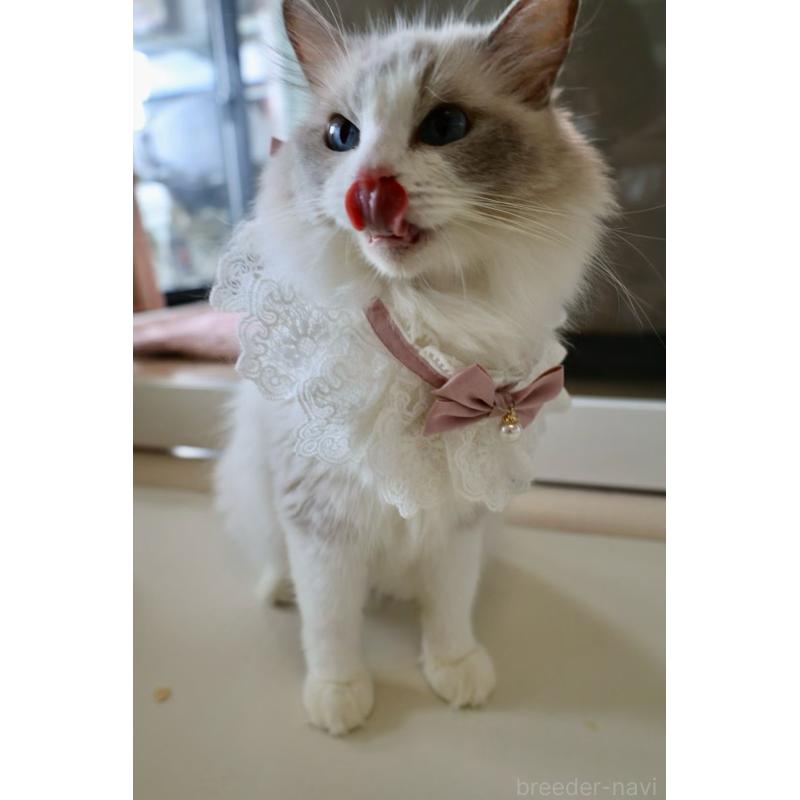 販売中の大阪府のラグドール-138155の4枚目