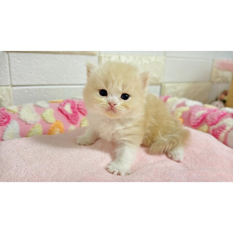 販売中の埼玉県のミヌエット-138156の1枚目