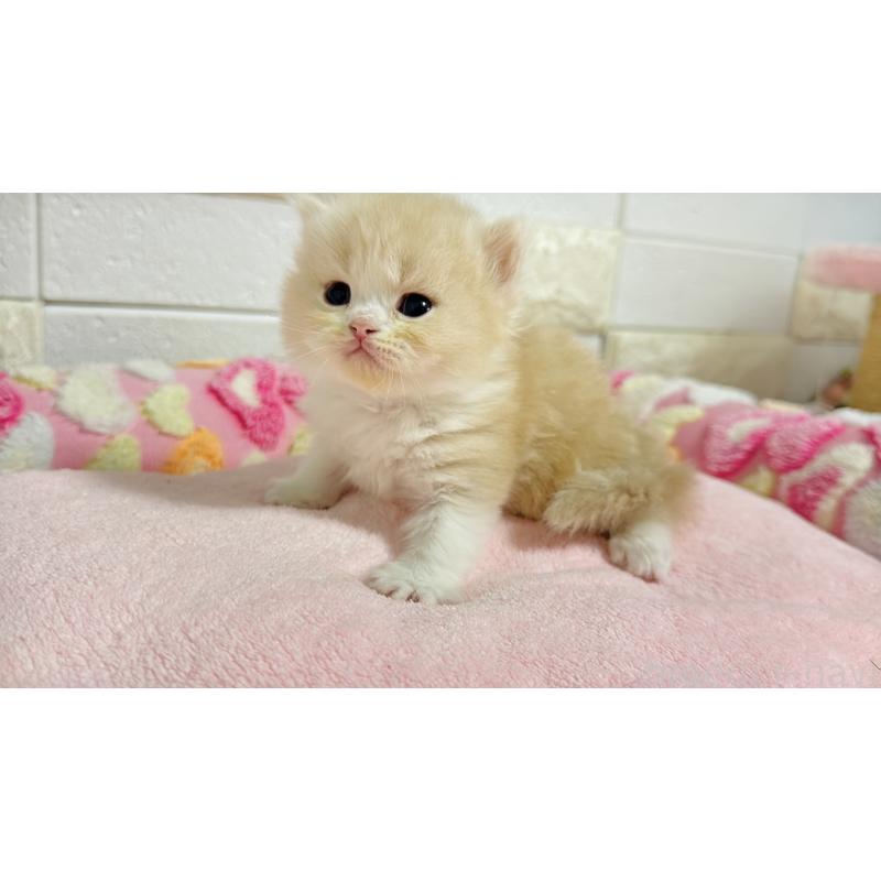 販売中の埼玉県のミヌエット-138156の12枚目