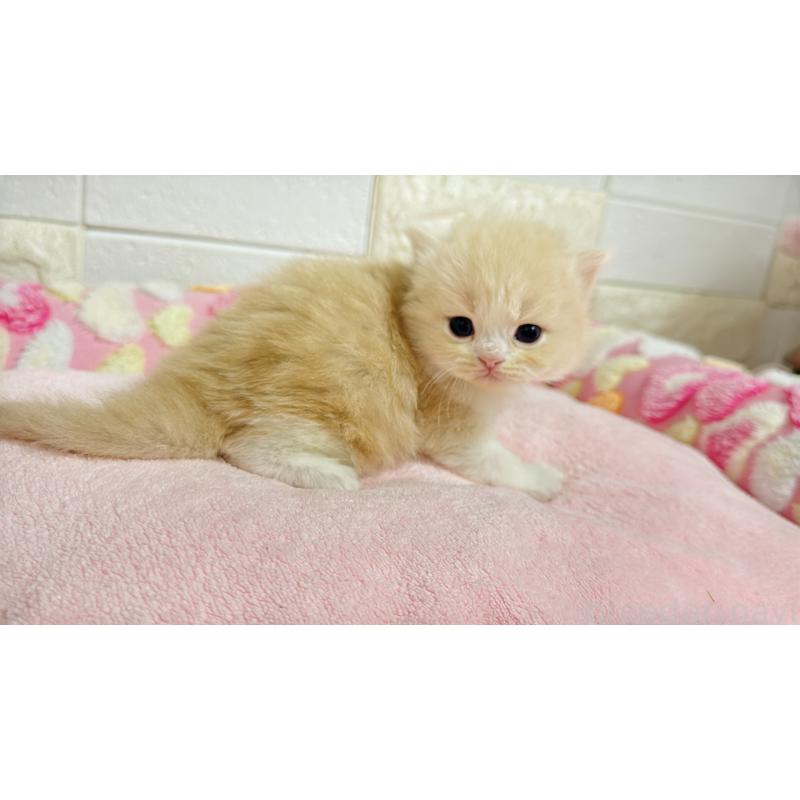 販売中の埼玉県のミヌエット-138156の11枚目