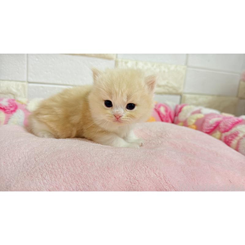 販売中の埼玉県のミヌエット-138156の10枚目